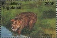 Red River Hog, Potamochoerus porcus