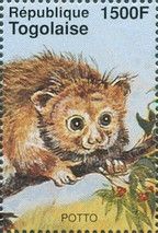Perodicticus potto