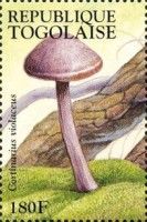 Violet Webcap (Cortinarius violaceus)
