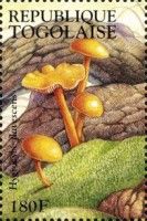 Golden waxy Cap (Hygrocybe flavescens)