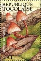 Bleeding Fairy Helmet (Mycena haematopus)