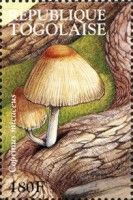 Mica Cap (Coprinus micaceus)