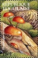 Velvet Foot (Flammulina velutipes)