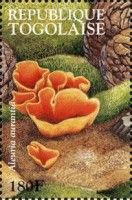 Orange peel Fungus (Aleuria aurantia)