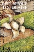 Collared Earthstar (Geastrum triplex)