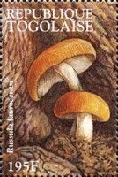 Russula laurocerasi
