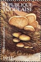 Mock Oyster (Phyllotopsis nidulans)