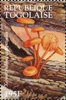 Golden Trumpet (Xeromphalina campanella)