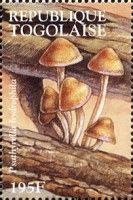 Psathyrella hydrophila