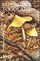 Yellow Uniform (Entoloma murrayi)