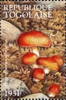 Larch waxy Cap (Hygrophorus speciosus)