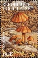 Orange Mycena (Mycena leaiana)