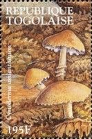 Common Powdercap (Cystoderma amianthinum)