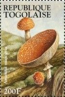 Fly Agaric (Amanita muscaria)