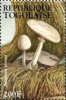 European Destroying Angel (Amanita virosa)