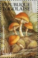 Funeral Bell (Galerina autumnalis)