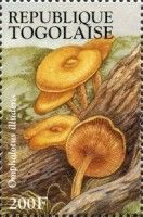 Jack O'Lantern Mushroom (Omphalotus illudens)