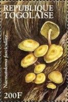 Sulphur Tuft (Naematoloma fasciculare)