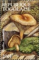 Brown Roll-rim (Paxillus involutus)