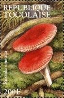 Sickener (Russula emetica)