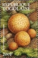 Common Earthball (Scleroderma citrinum)