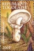 Matsutake (Armillaria ponderosa)