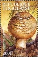 The Prince (Agaricus augustus)