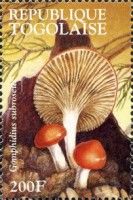 Rosy Gomphidius (Gomphidius subroseus)