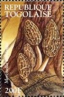 Common Morel (Morchella esculenta)