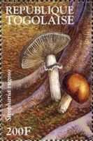 Wine-red Stropharia (Stropharia rugosoannulata)