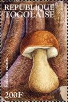 Cep (Boletus edulis)