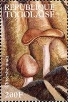 Wood Blewit (Clitocybe nuda)