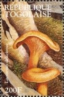 Delicious Milk Cap (Lactarius deliciosus)