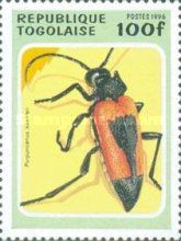 Longicorn Beetle (Purpuricenus kaehleri)