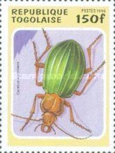 Golden Ground Beetle (Carabus auronitens)