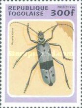 Rosalia Longicorn (Rosalia alpina)