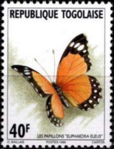 Eleus Orange Forester (Euphaedra eleus)