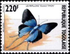 Long-tailed Sapphire (Iolaus timon)