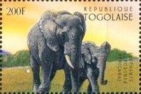 African Elephant (Loxodonta africana)