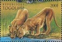 Lionesses