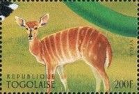 Nyala (Tragelaphus angasii)