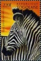Zebra (Equus Burchelli)