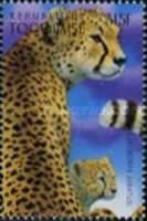 Leopard (Acinonyx Jubatus)