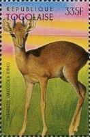 Kirk's Dik-dik (Madoqua kirkii)