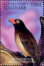 Buphagus erythyrorhynchus