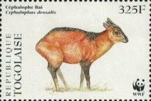 Bay Duiker (Cephalophus dorsalis)