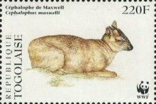 Maxwell´s duiker (Cephalophus maxwelli)
