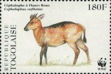 Red-flanked Duiker (Cephalophus rufilatus)