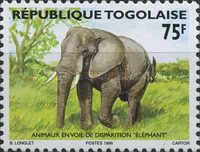 African Elephant (Loxodonta africana)