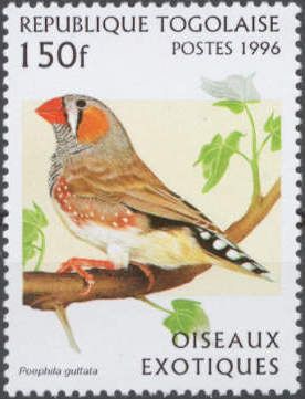 Zebra Finch (Poephila guttata)